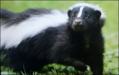 La moufette est-elle carnivore ou herbivore ?