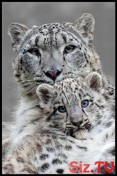 La panthère est-elle carnivore ou herbivore ?