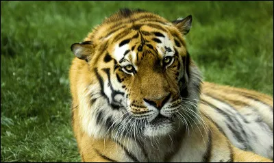 Le tigre est-il carnivore ou herbivore ?