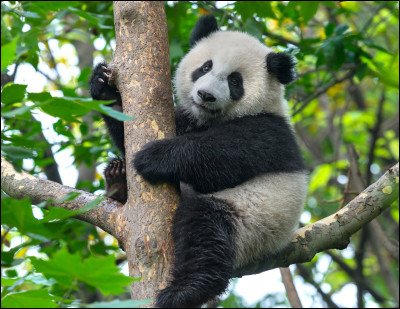 Le panda est-il carnivore au herbivore ?