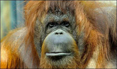 On continue avec l'orang-outan : est-il carnivore ou herbivore ?