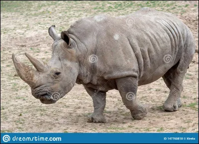 Le rhinocéros est-il carnivore ou herbivore ?