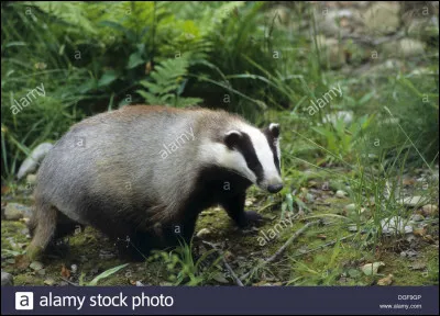 Le blaireau est-il carnivore ou herbivore ?