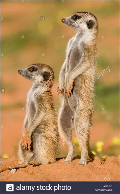 Le suricate est-il carnivore ou herbivore ?