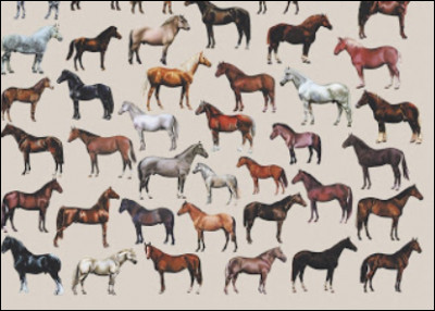 Combien y a-t-il précisément de races de chevaux dans le monde ?
