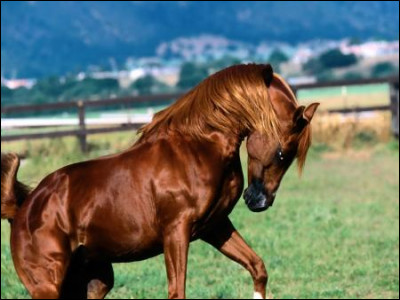 &Agrave; combien de km/h peut courir un pur-sang ?