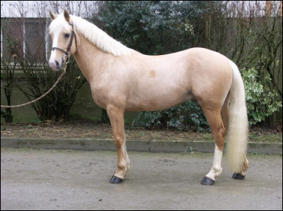 Est-ce un cheval ou un grand poney ?