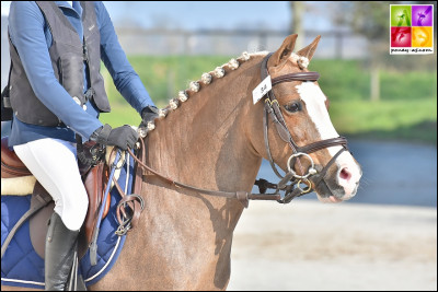 Quelle taille peut atteindre un grand poney ?