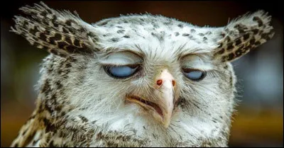 ________________ bois.