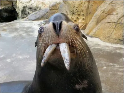 _____ les _________.