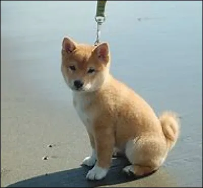 Comment s'appelle cette race de chien japonais ?