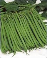Quel haricot mange-t-on sous un tout autre nom ?