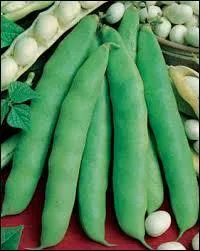 Dans la classique macdoine de lgumes, y a-t-il du haricot ?