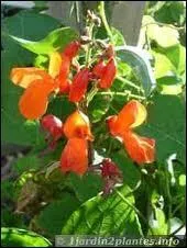 Quel grand chanteur franais a chant un magnifique hymne au haricot (allez l'couter, c'est tonnant) ?