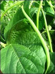 Le fayot est un haricot mais c'est aussi un terme imag, venu de la Marine, pour dsigner ?