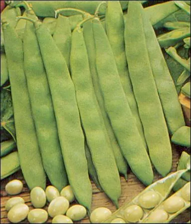 Comment nomme-t-on ces trs grands haricots plats qui poussent sur de hauts supports ?