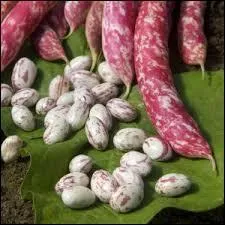 Quelle population, d'aprs les anciens films, semblait ne se nourrir que de haricots durant ses voyages, ce qui semble assez effrayant au vu de certaines qualits de ce lgume ?