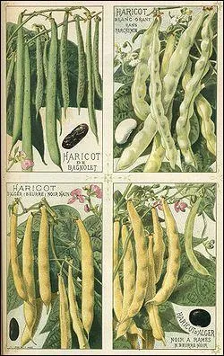 Quelle est la meilleure qualit de haricots verts ?
