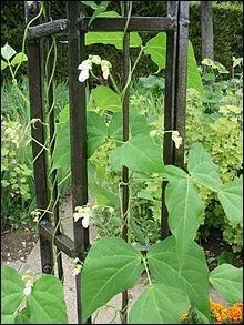 A part le jardin, dans quel endroit vais-je aussi rencontrer des haricots ?