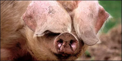 Cochon - Cochez la proposition correcte.