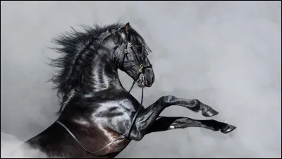 Comment se nomme cette exceptionnelle monture du général Alexandre le Grand ?