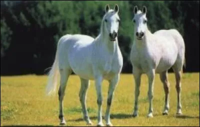 Pour avoir enlevé Ganymède, Zeus pour se faire pardonner offrit une paire de chevaux divins à son père. Qui est-il ?