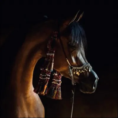 Qui est ce cheval permettant au prophète Mahomet de voyager de La Mecque à Jérusalem en une seule nuit ?