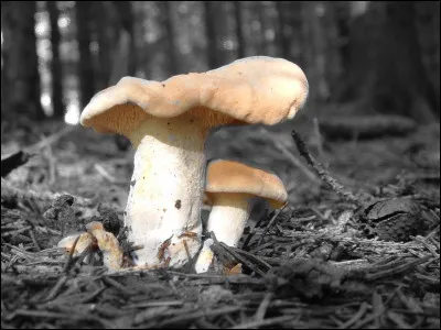 Quel est le nom de ce beau champignon ?