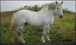 Et quel poids peut-il atteindre ?