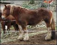 Quel cheval sert encore  pcher la crevette, dans le Nord ?