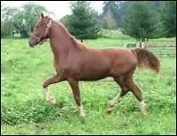 Pour quelle activit est trs apprci le Hackney ?