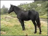 Quel cheval est originaire de l'Arige ?