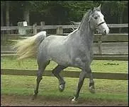 D'o est originaire le Lipizzan, champion du dressage ?