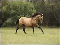 D'o est originaire le Lusitanien, avec ses crins longs et onduls ?