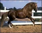 Quels chevaux sud-amricains ont la particularit de possder des allures spcifiques ?