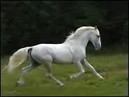 Quel cheval russe est un excellent trotteur ?
