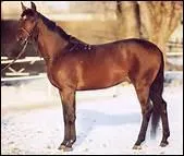 Quel cheval porte presque le mme nom qu'un obstacle ?