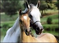 Combien de races de chevaux existe-t-il approximativement ?
