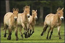 Quel est le seul vrai cheval sauvage ?