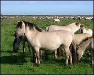 Quel cheval disparu a t recr grce  des chevaux issus d'anciens croisements avec cette race ?