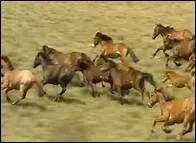 O peut-on trouver des Brumbies ?