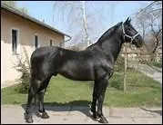 D'o est originaire le Nonius ?