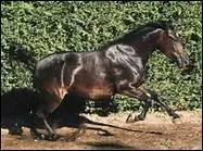 Quelle race disparue a su faire revivre Giuseppe Maresca ?