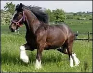 Quel cheval tire le carrosse royal, au Royaume-Uni ?