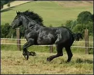 Quelle taille peut atteindre le Percheron ?