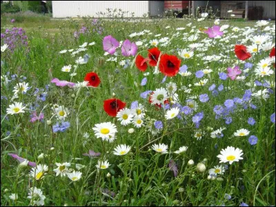 Lesquelles de ces fleurs sont rouges ?
