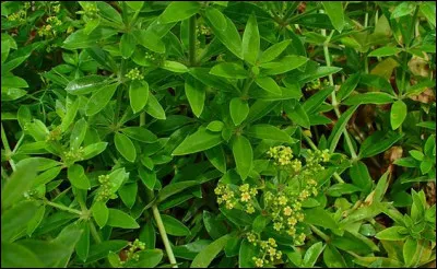 Quelle plante est la plus utilisée pour teindre les tissus en rouge ?