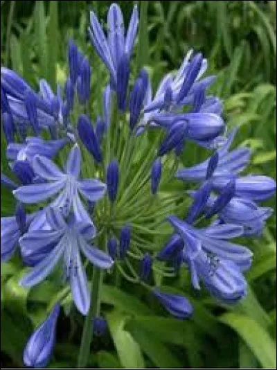 C'est une vivace. Vrai ou faux ?