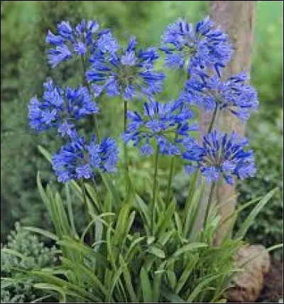 Quelle est sa p&eacute;riode de floraison ?