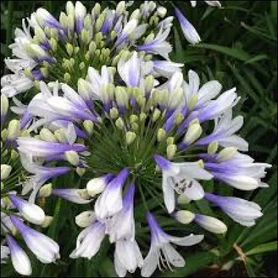 &Agrave; quelle hauteur peut-elle monter ?